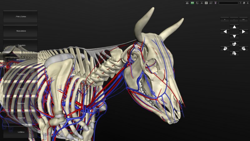 Anatomia Bovina 3D Biosphera