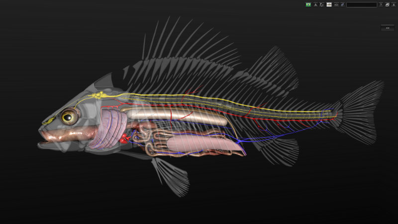 Anatomia Dos Peixes D Biosphera