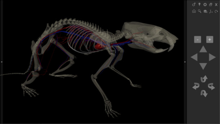 Anatomia do Rato 3D - Biosphera