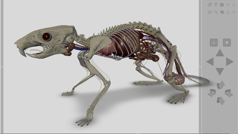 software anatomia do rato 3D