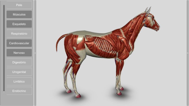 anatomia do cavalo - musculatura