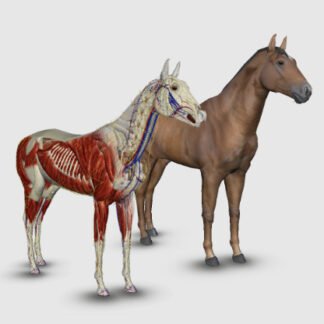 software anatomia equina 3D