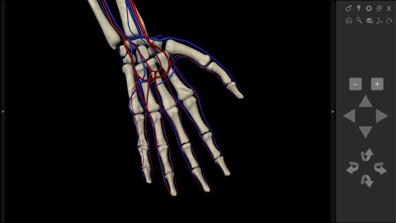 Anatomia Humana 3D - mão