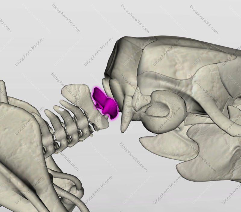 Atlas - vértebra cervical C1 - rato