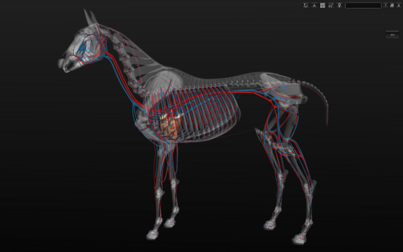 Anatomia Equina 3D - Biosphera