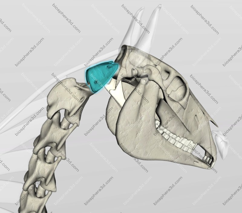 Atlas - vértebra cervical (C1) - cavalo