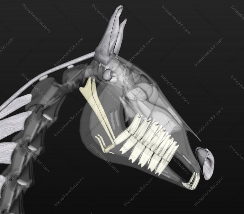 Dentição do cavalo