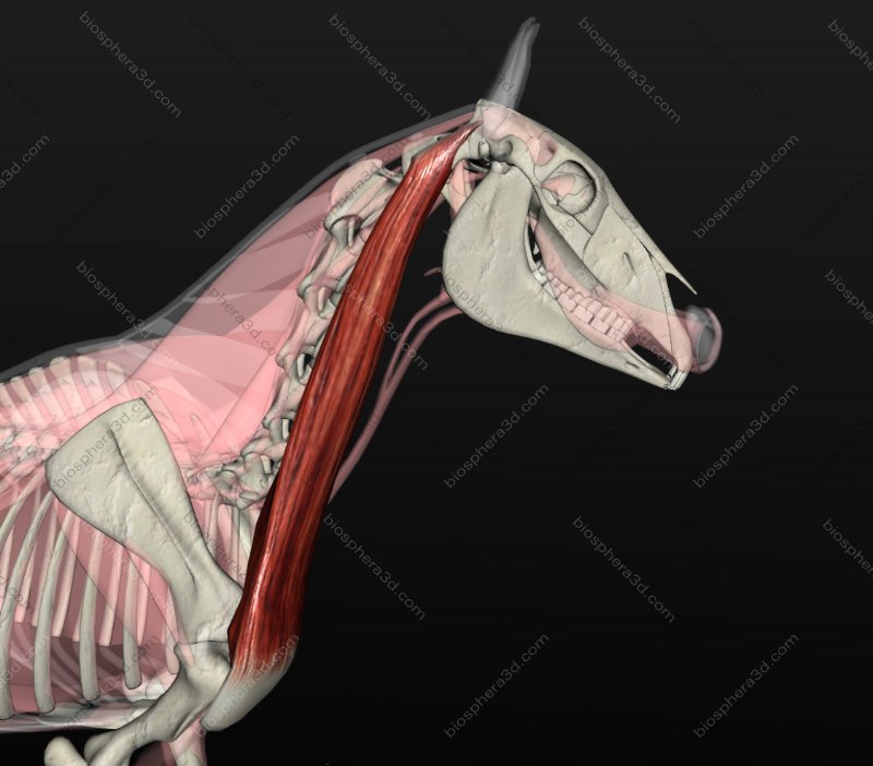 Músculo braquiocefálico (cavalo)