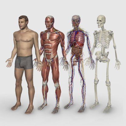 Cartões: Anatomia: Ossos dos Membros Superiores