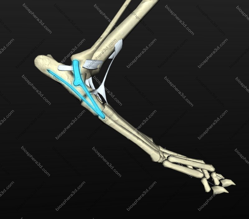 Ligamento colateral lateral do tarso - cachorro