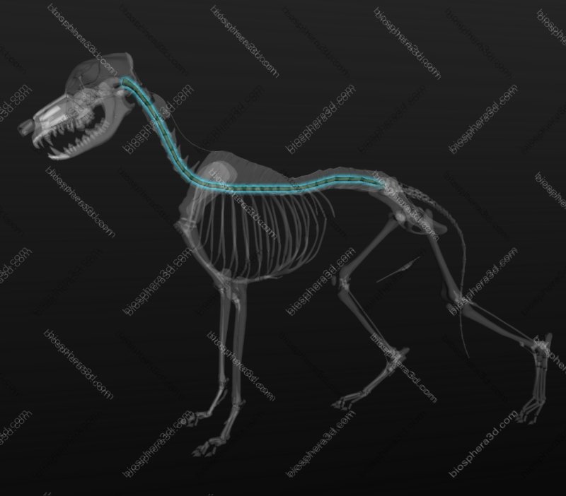Medula espinhal cachorro