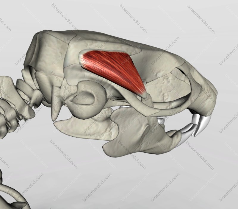 Músculo temporal - cabeça de rato