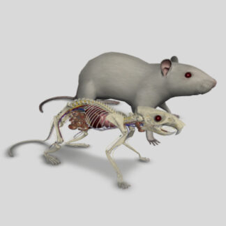 anatomia do rato 3d