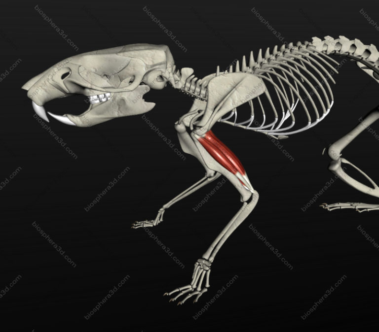 Galeria de imagens: Software Anatomia do Rato 3D - Biosphera