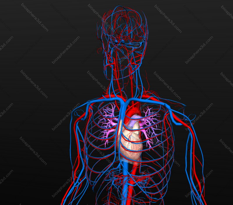 Sistema circulatório - humano