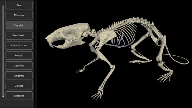 anatomia do rato - esqueleto