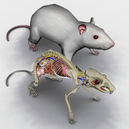 anatomia do rato 3D