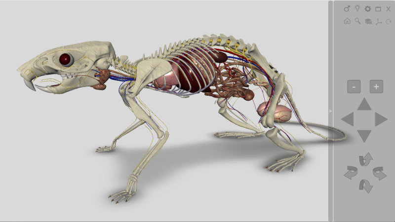 anatomia interna do rato 3d