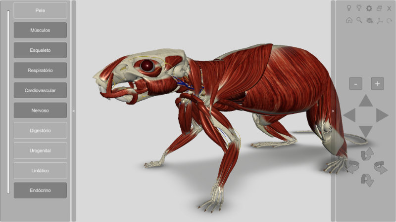 anatomia do rato - musculatura