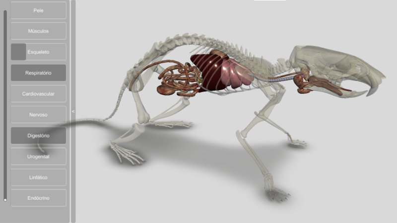 software anatomia do rato 3d - sistema digestório