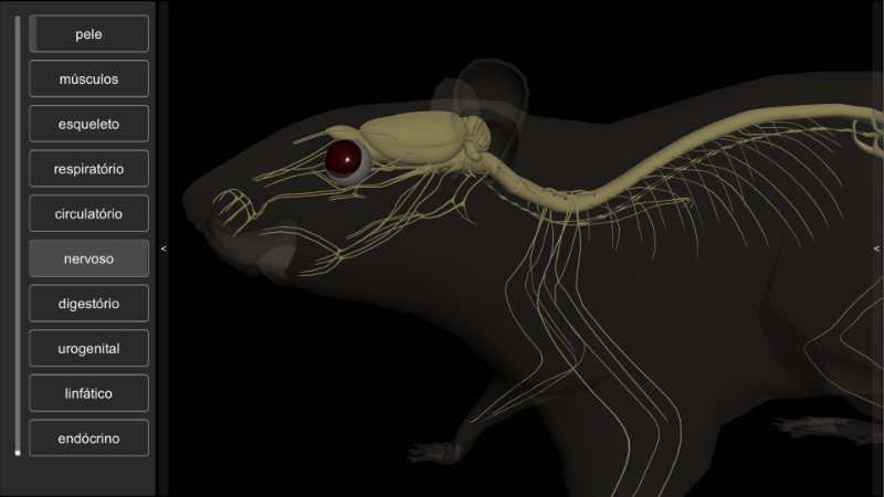 software anatomia do rato 3D
