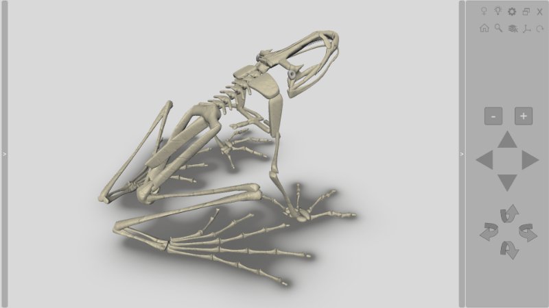 software esqueleto de sapo 3D