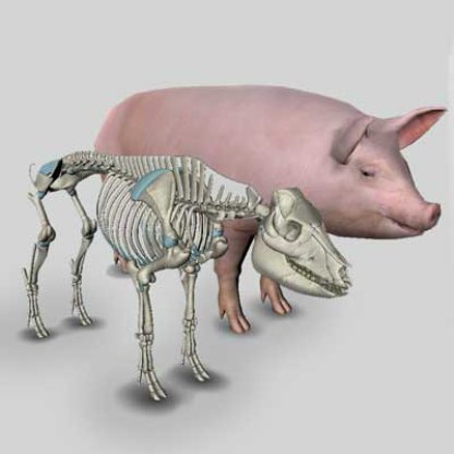 software anatomia do suíno 3D