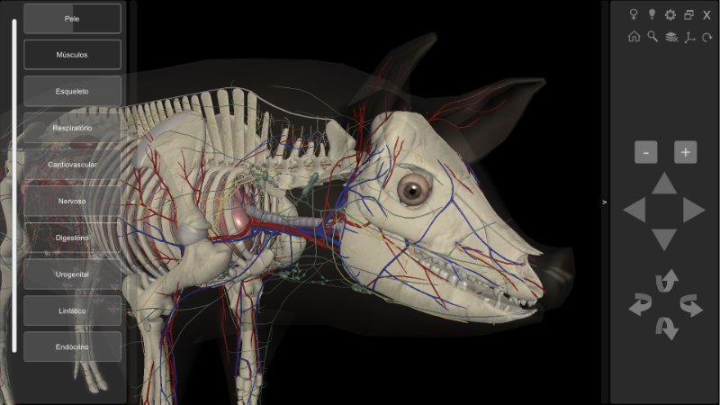 anatomia porco