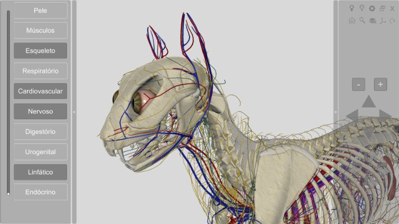 anatomia do felino