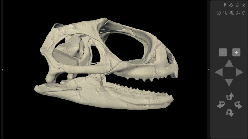 cranio de tuatara 3d