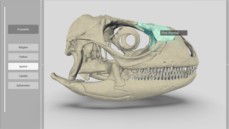 cranio de iguana 3d