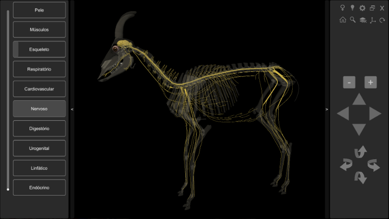 Software Anatomia do Caprino 3D - Sistema Nervoso