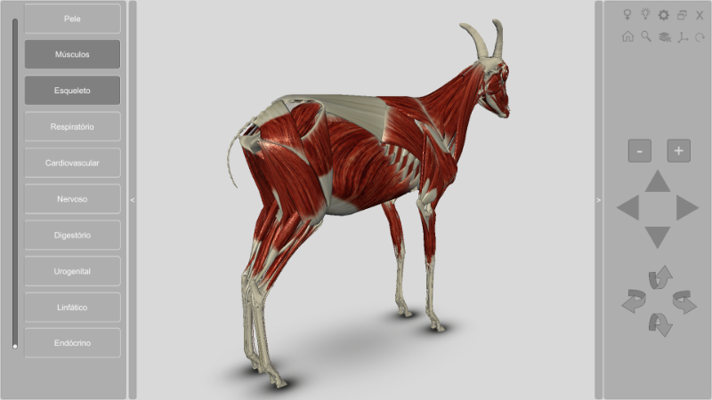 Software Anatomia do Caprino 3D - Musculatura