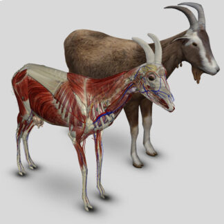 Software Anatomia do Caprino 3D