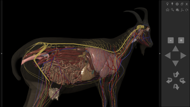Software Anatomia do Caprino 3D - Abdome