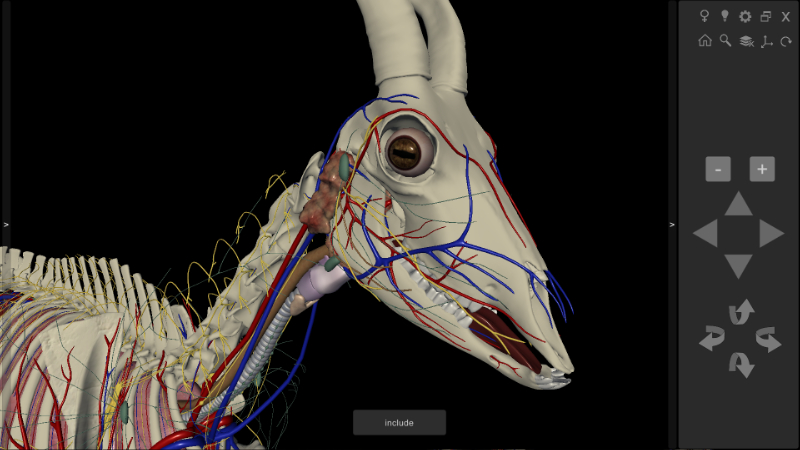 Software Anatomia do Caprino 3D - Cabeça