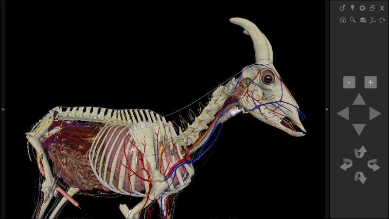 Software Anatomia do Caprino 3D - vista lateral