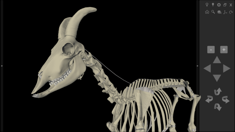 Software Anatomia do Caprino 3D - Esqueleto